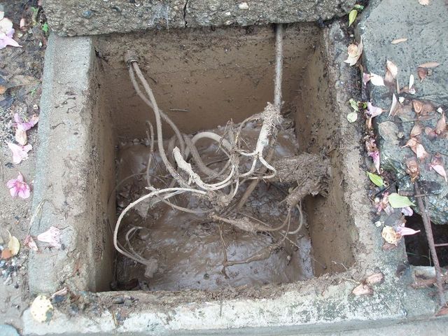 Mouse de chocolate.jpg