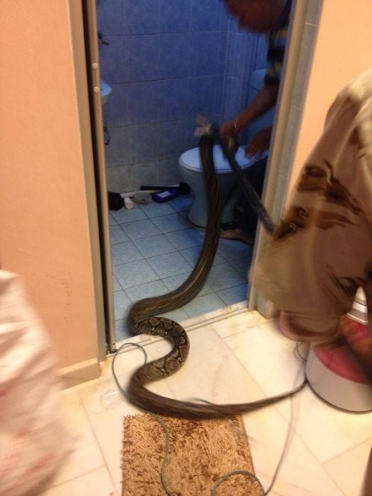 wc_snake_03.jpg